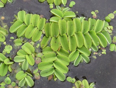 Salvinia natans