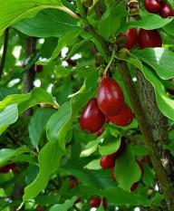 Cornus mas 'Nikolka'