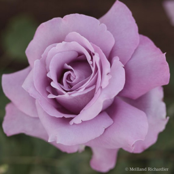 Rosier à grandes fleurs 'Charles De Gaulle'