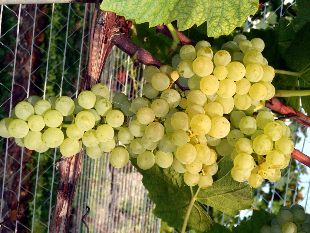 Vigne 'Aron'