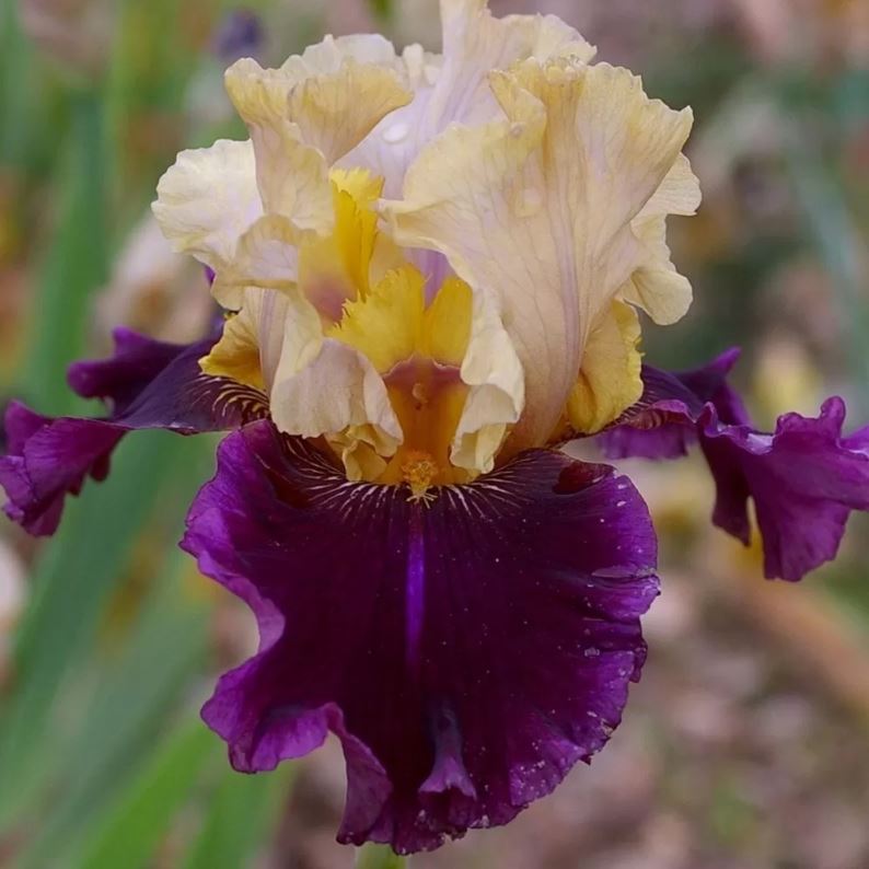 Iris germanica 'Regard Sombre'