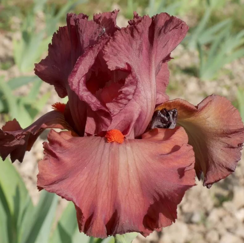 Iris germanica 'Rouge de Plaisir'