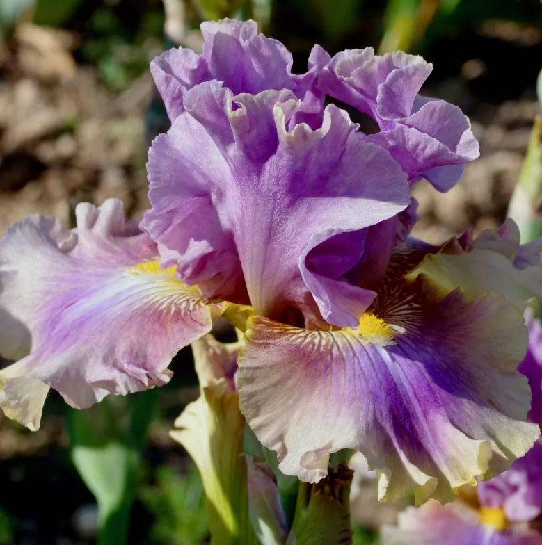 Iris germanica 'Songeur'
