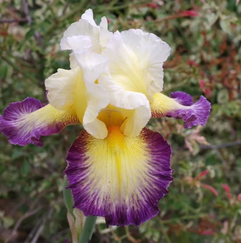 Iris germanica 'Galopade'