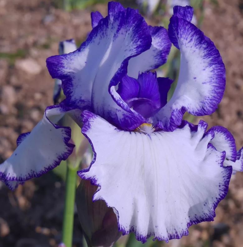 Iris germanica 'Jouvenceau'