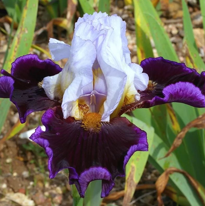Iris germanica 'Profond Mystère'