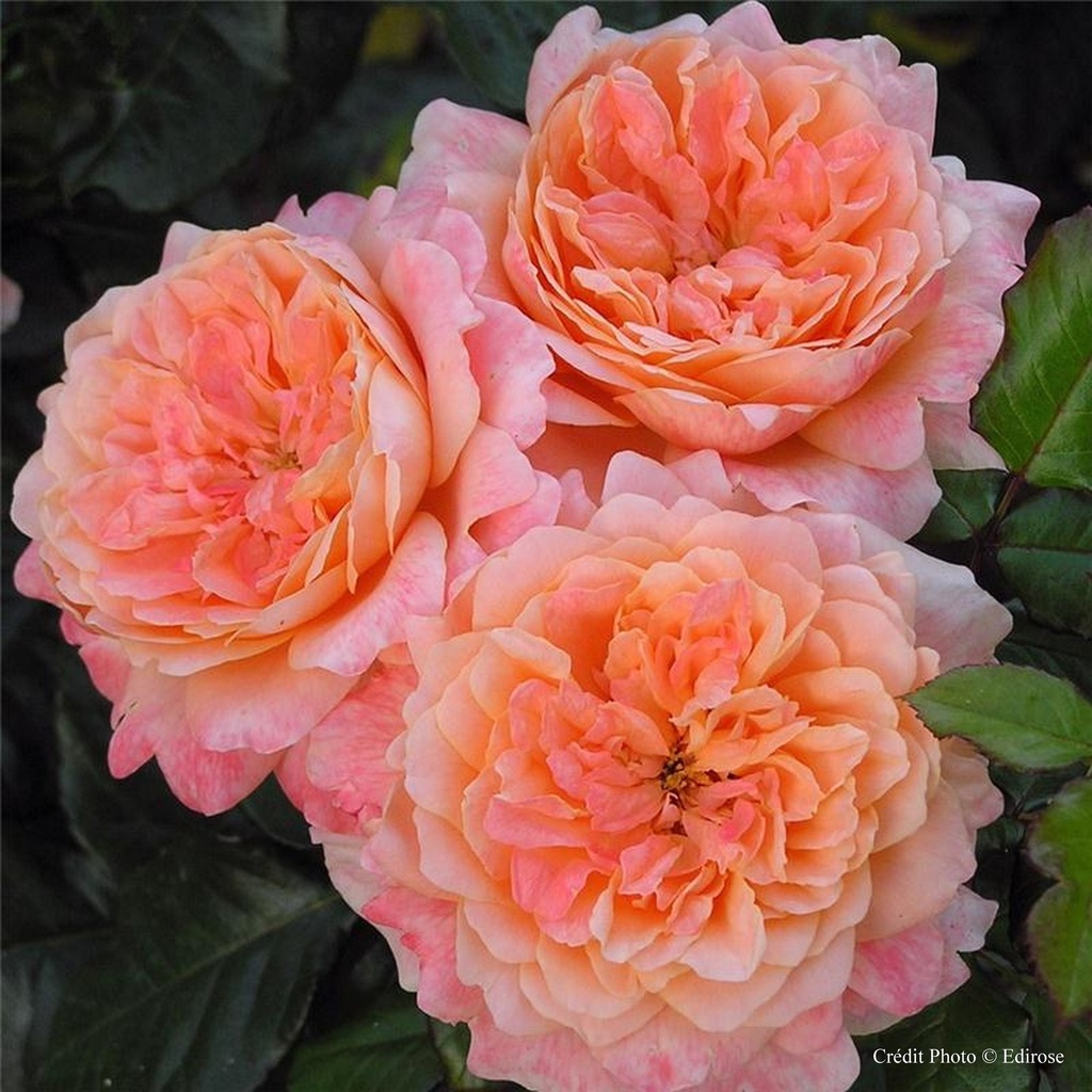 Rosier à grandes fleurs 'King Arthur'