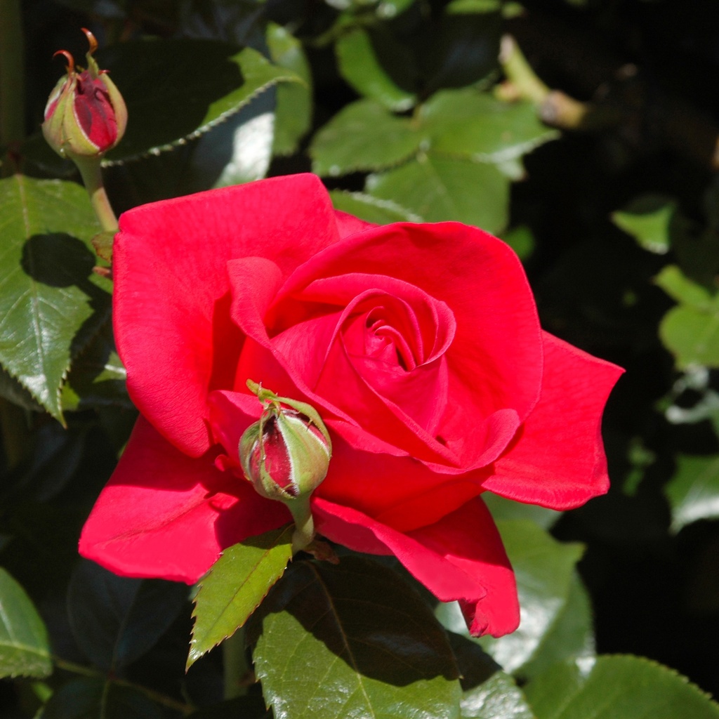 Rosier à grandes fleurs 'Le Grand Huit'