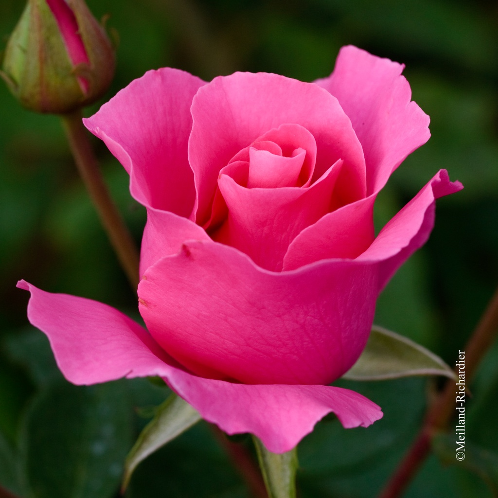 Rosier à grandes fleurs 'The Mac Cartney'