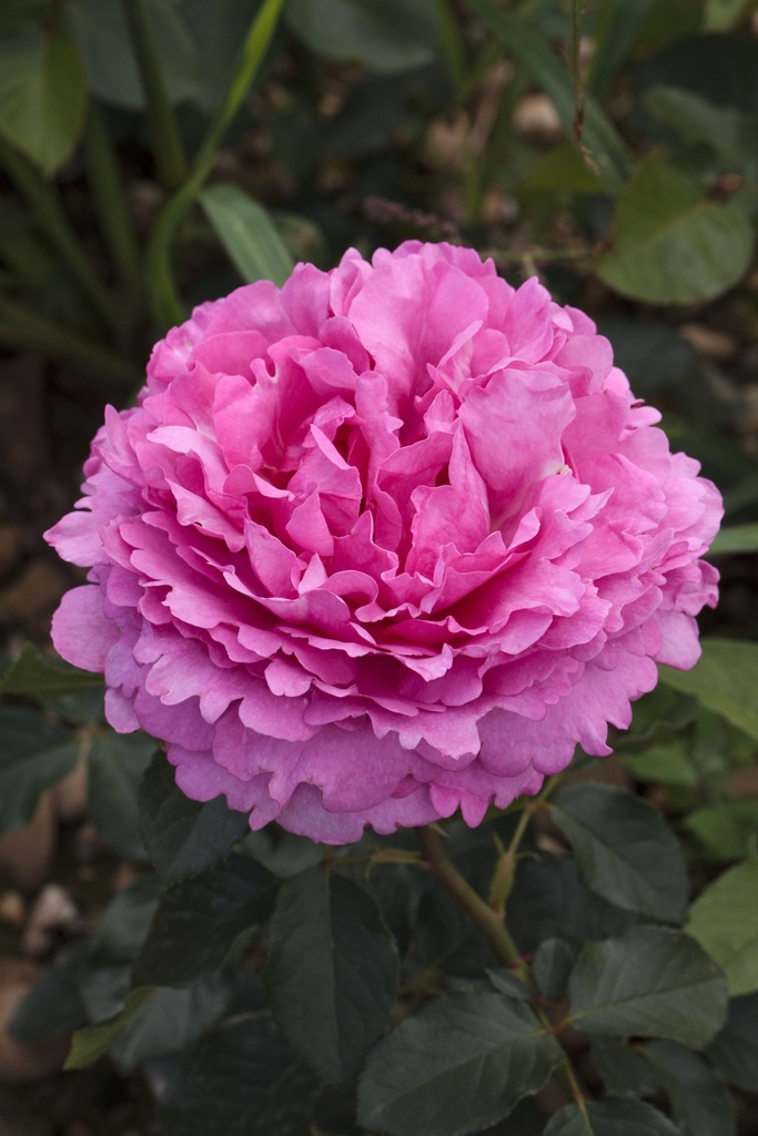 Rosier à grandes fleurs 'Yves Piaget'