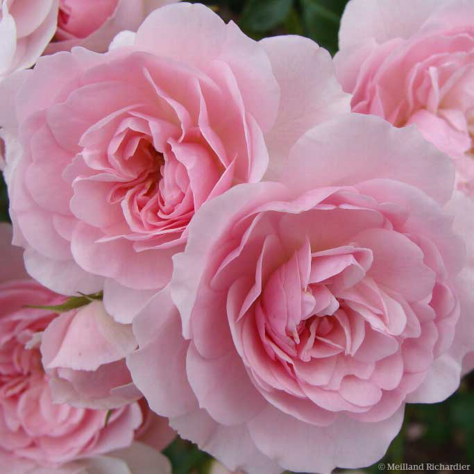 Rosier Polyantha  'Bonica '