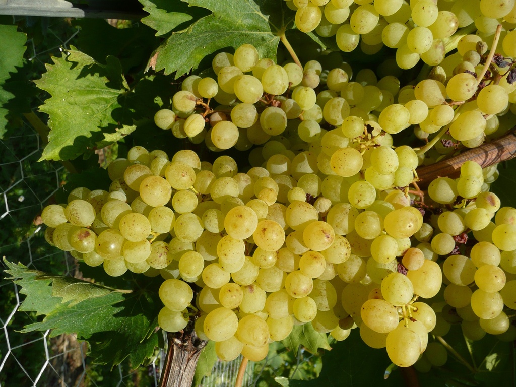Vigne 'Excelsior'