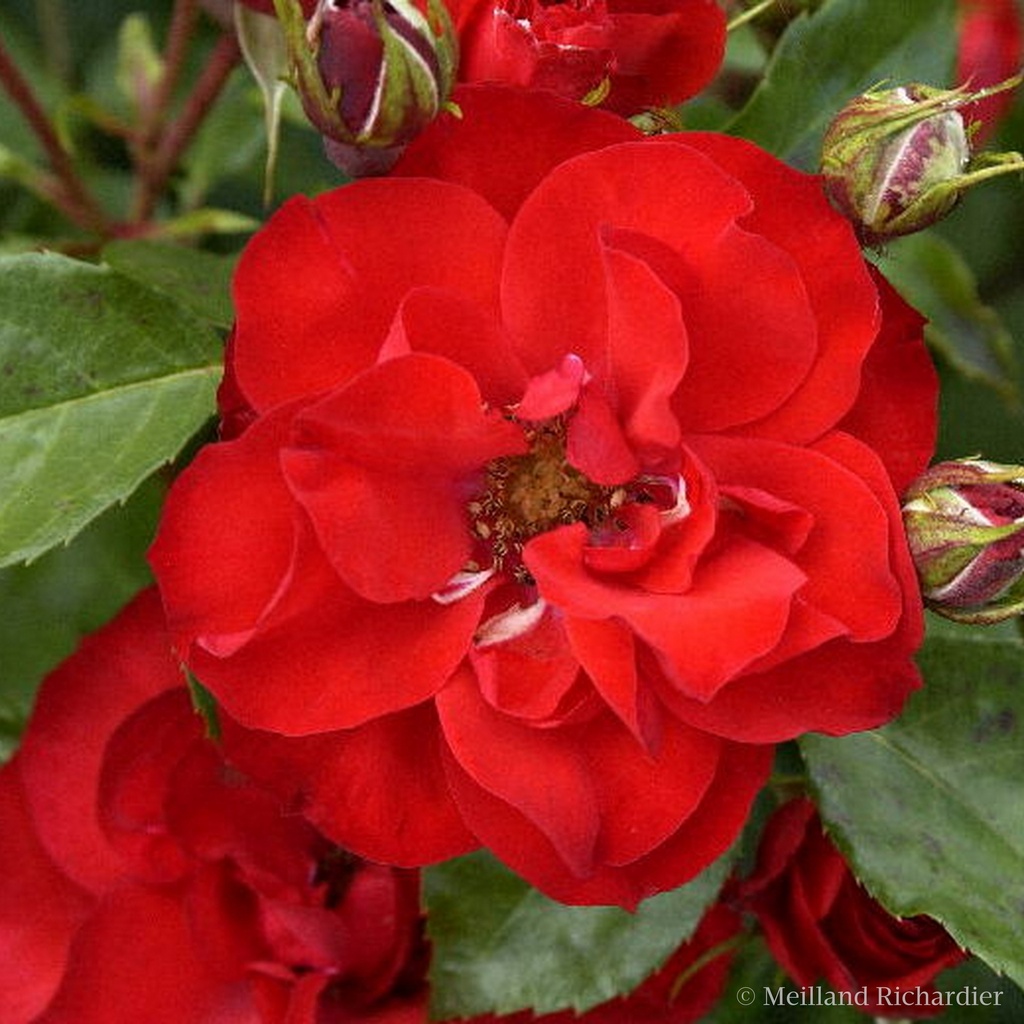 Rosier Polyantha  'La Sevillana +'