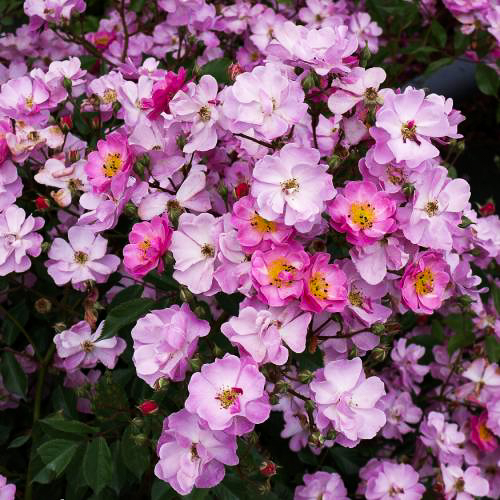 Rosier arbustif 'Lavender Dream'