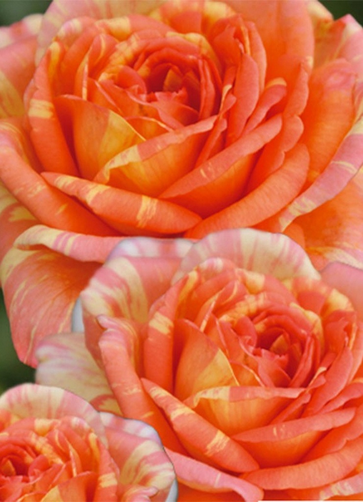 Rosier Polyantha  'La Rose des Impressionnistes'