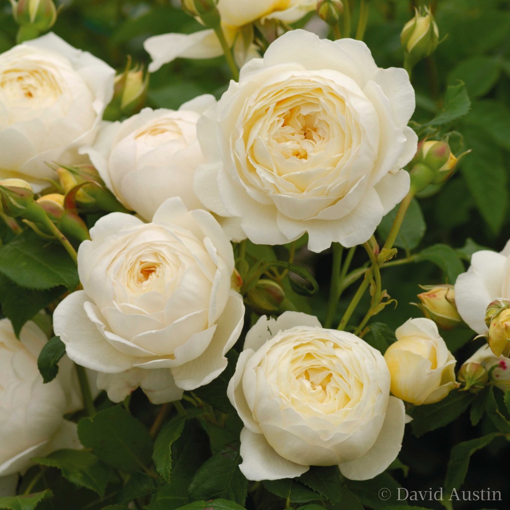 Rosier grimpant 'Claire Austin'