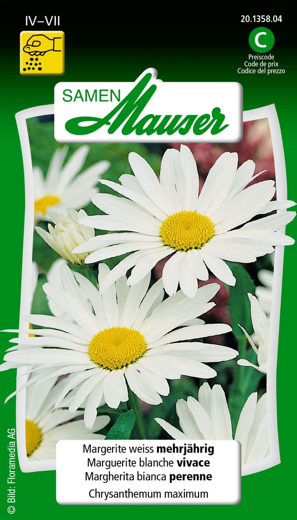 Chrysanthème max. blanc