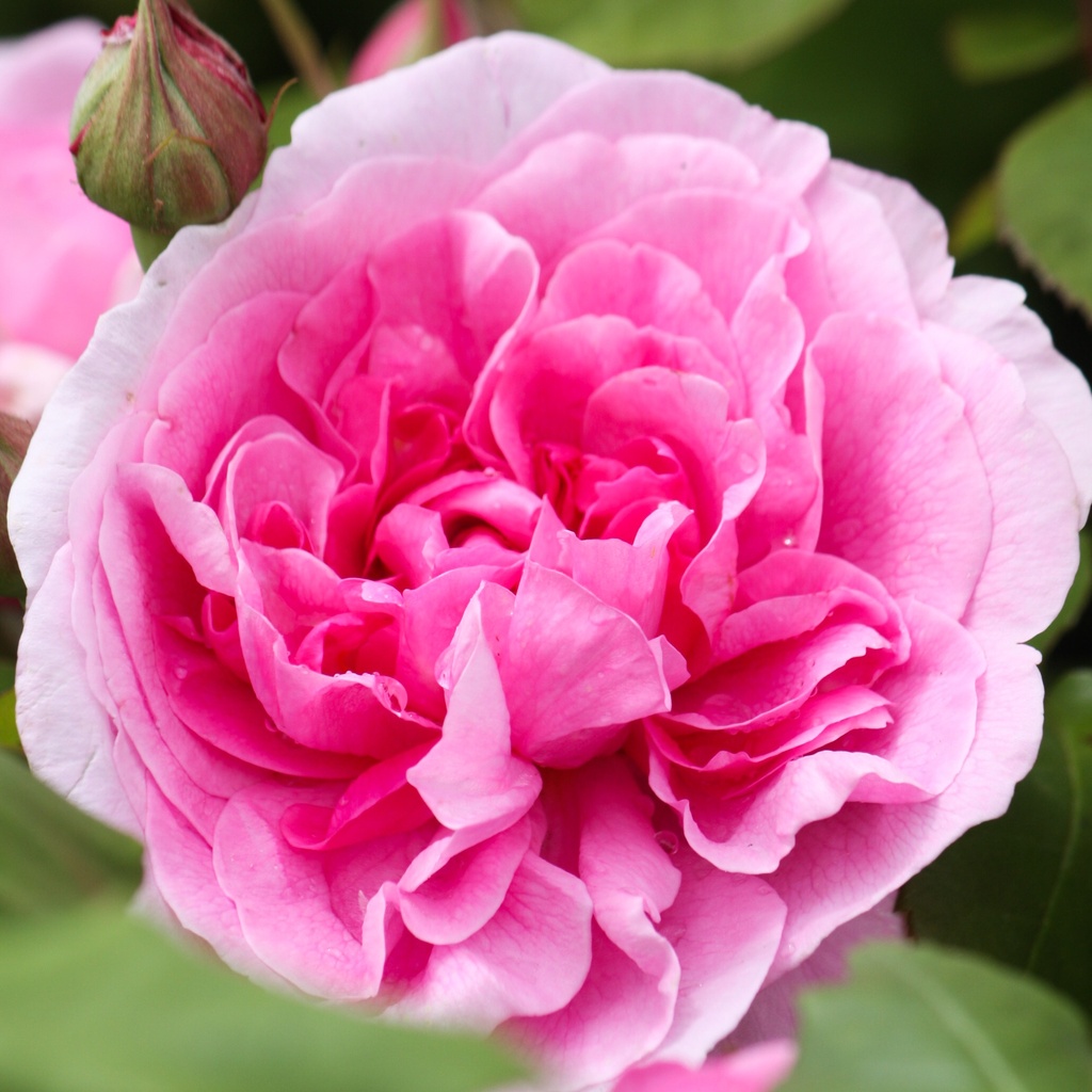 Rosier Anglais 'Gertrude Jekyll'