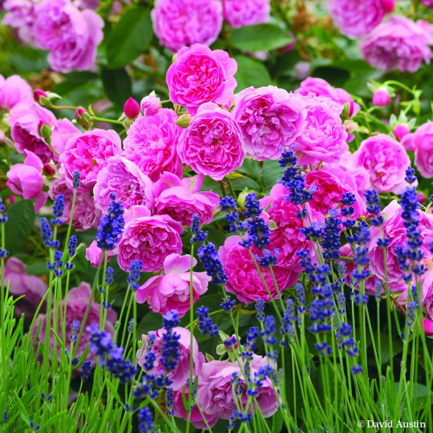 Rosier Anglais 'Harlow Carr'