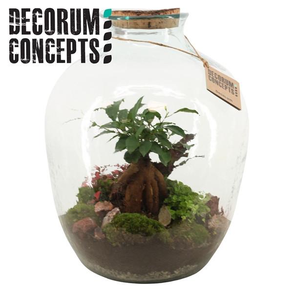 Terrarium Galaxy Medium