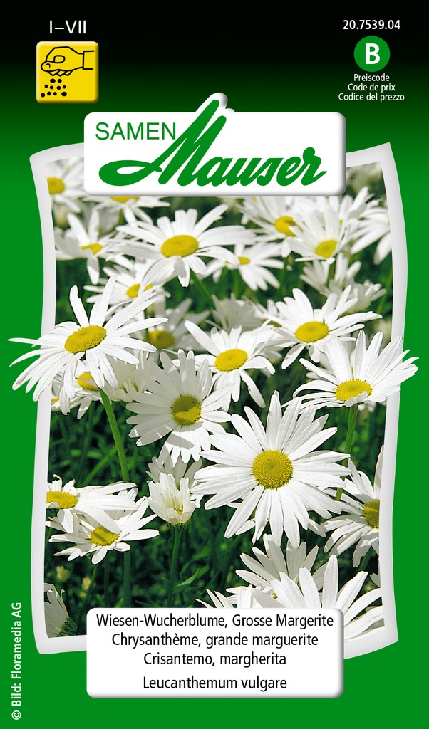 Chrysanthème. grande marguerite