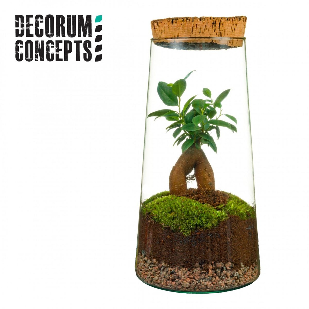 Terrarium Triton