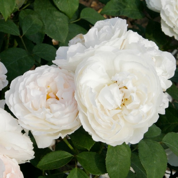 Rosier Anglais 'Winchester Cathedral'