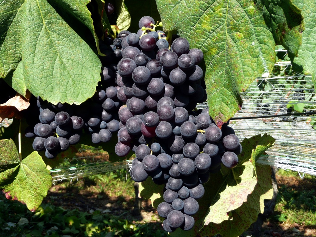 Vigne 'New York Muscat'