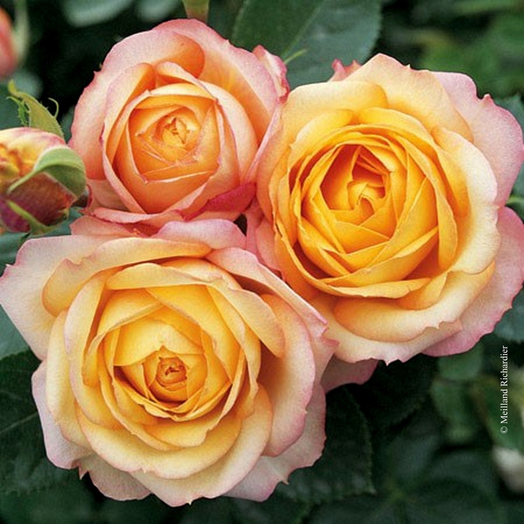 Rosier miniature 'Baby Romantica'