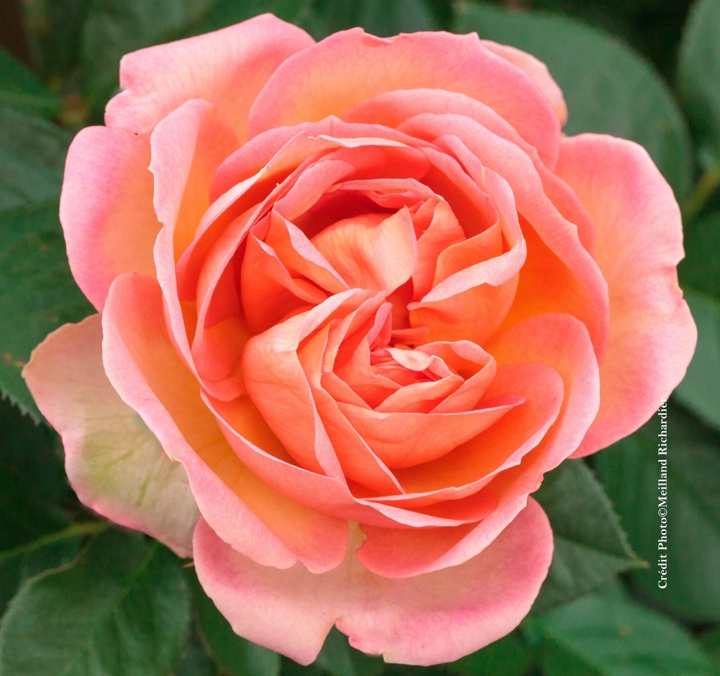 Rosier 'Auguste Escoffier©'