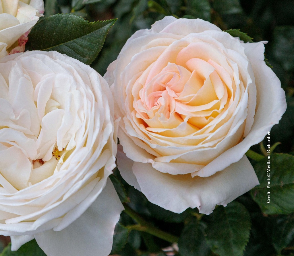 Rosier 'Camille Claudel®'
