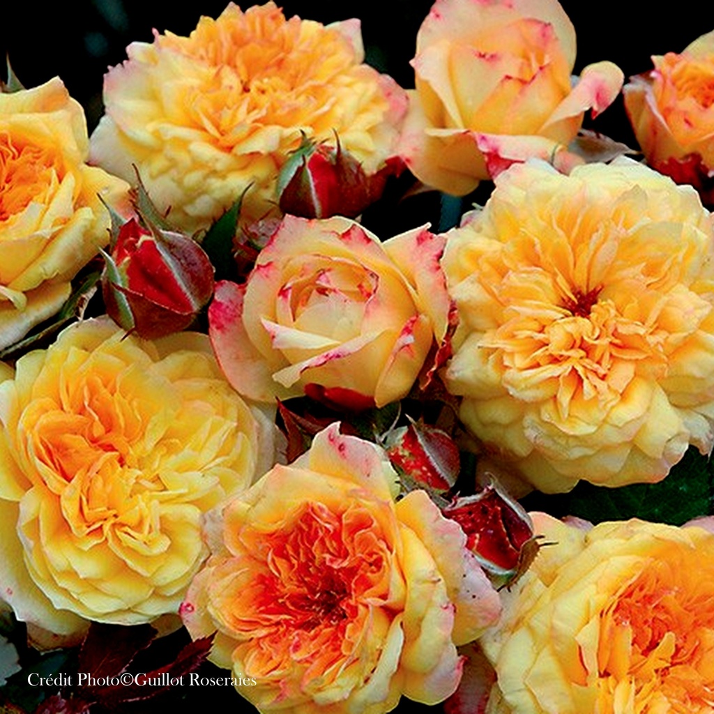 Rosier generosa 'Georges Denjean'®