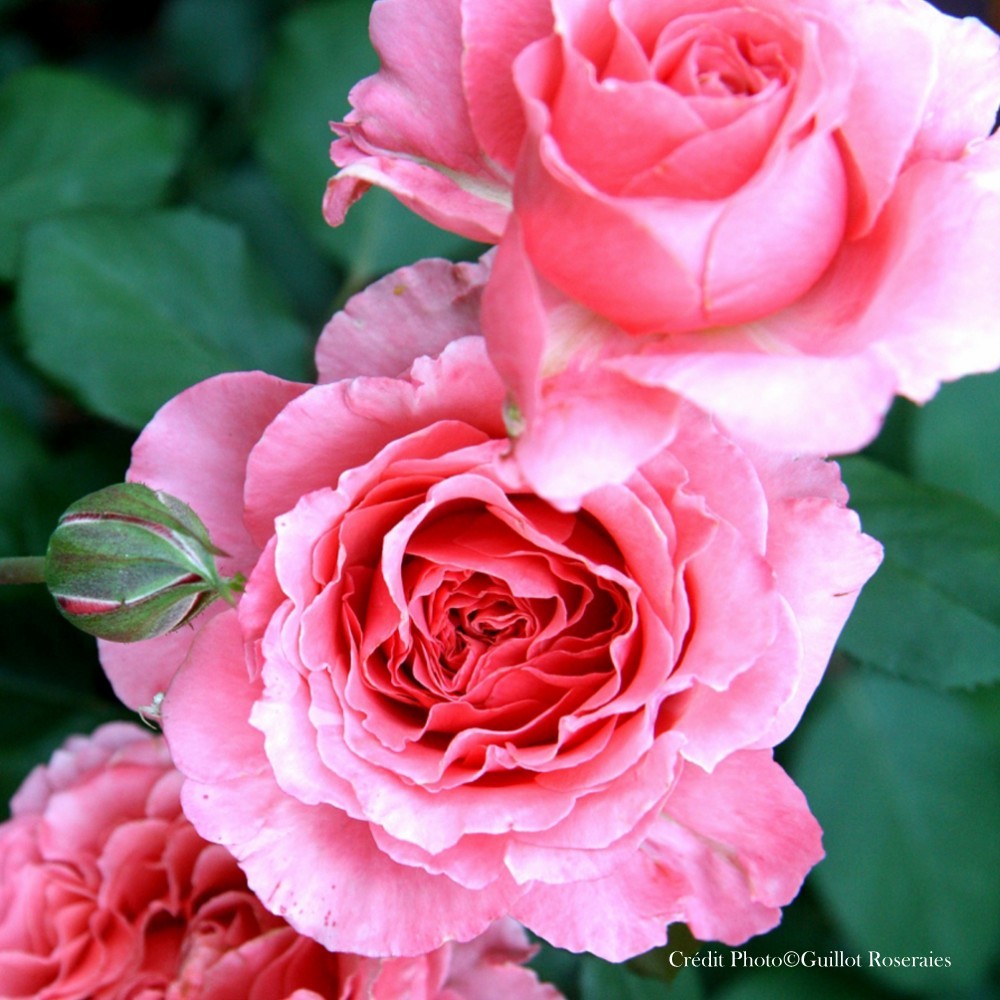 Rosier generosa 'Laurent Cabrol®'