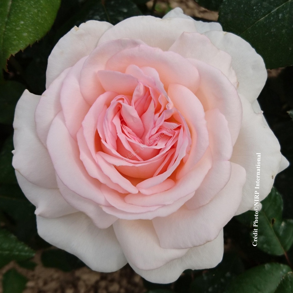 Rosier 'Gruaud Larose®'