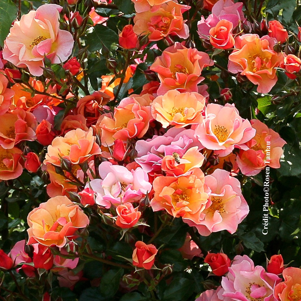 Rosier 'Jazz Festival®'