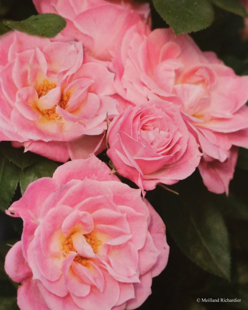 Rosier miniature 'Belle Symphonie'