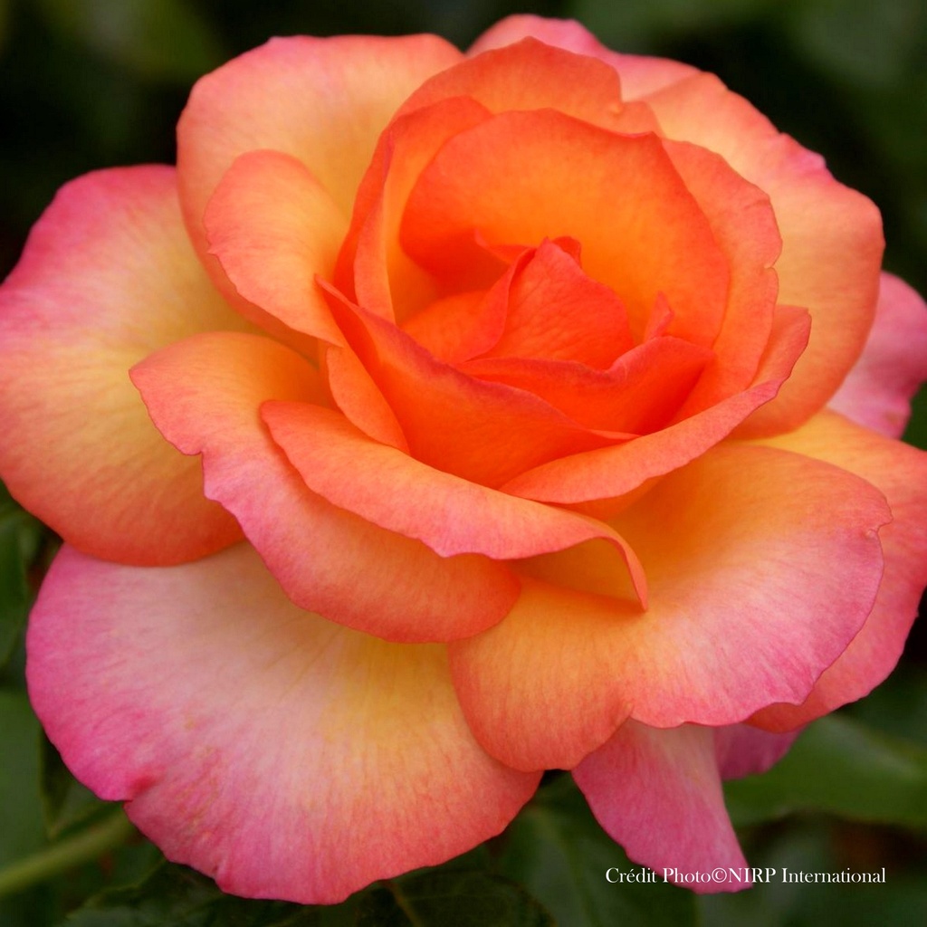 Rosier 'Rosa del Camino de Santiago®'