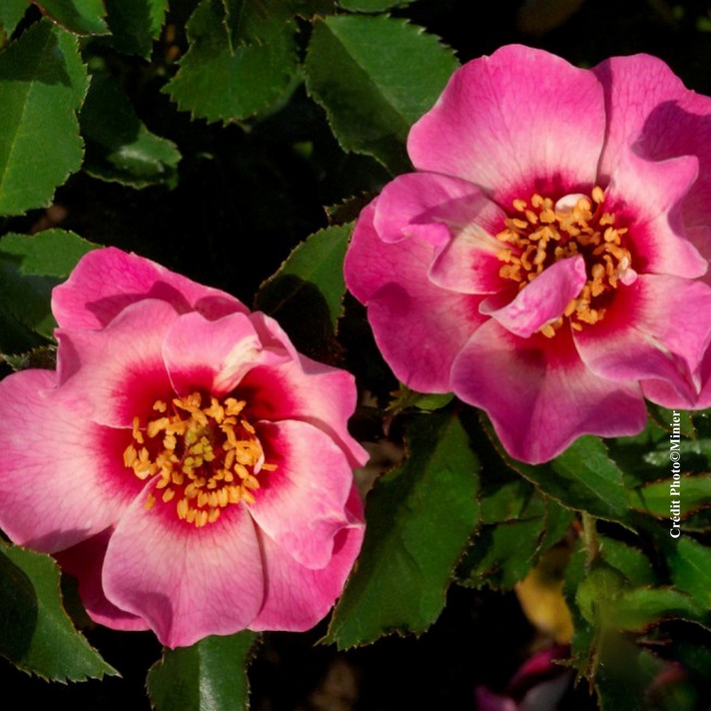 Rosier 'Queen Babylon Eyes®'
