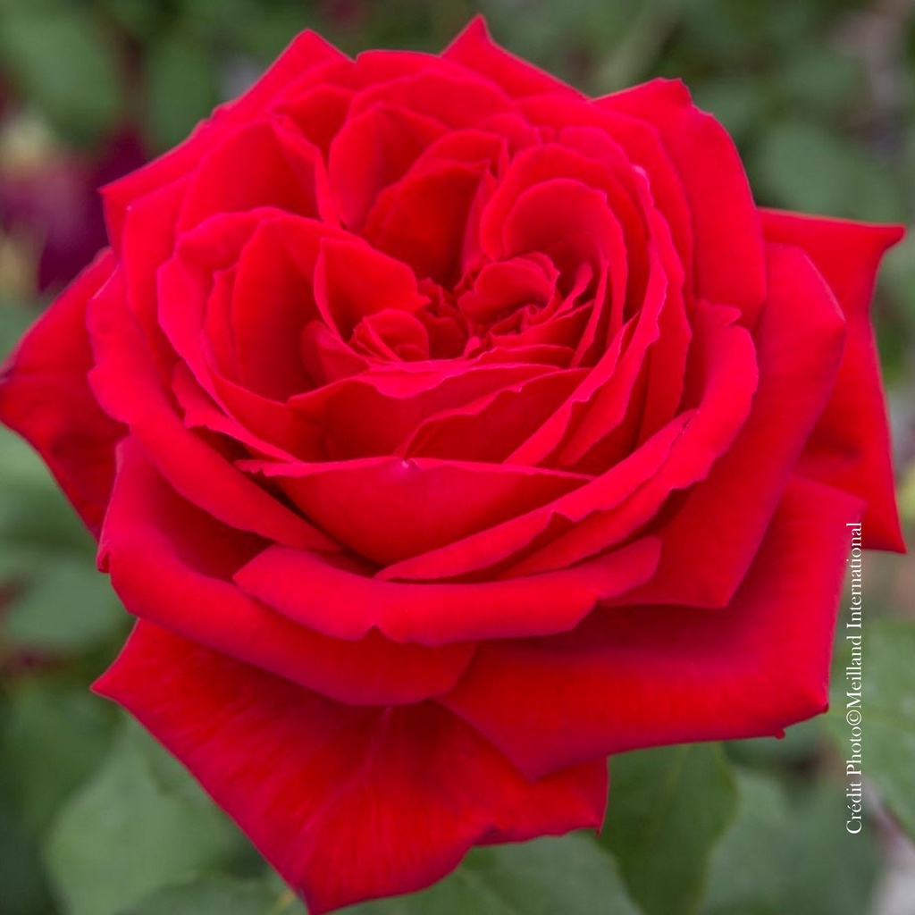 Rosier 'Magali®'