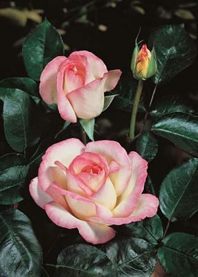 Rosier 'Princesse de Monaco®'
