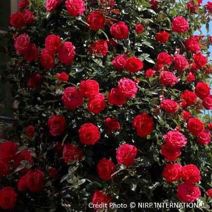 Rosier grimpant 'Le Grand Huit'