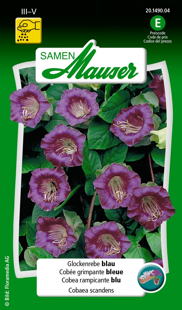 Cobée grimpante bleue