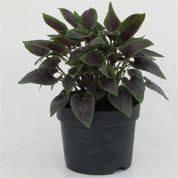 Viola odorata 'Heartthrob'