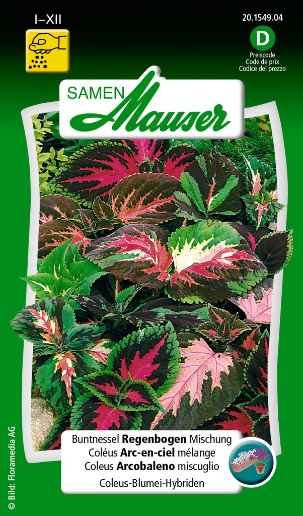 Coléus Arc-en-ciel mélange