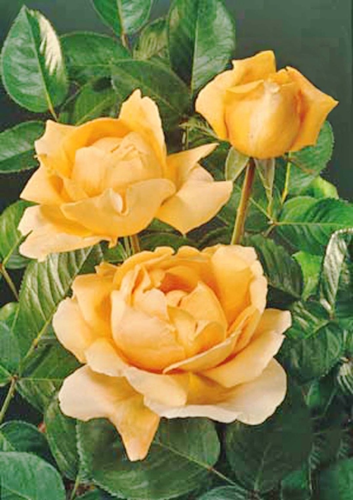 Rosier 'Abbaye De Cluny'