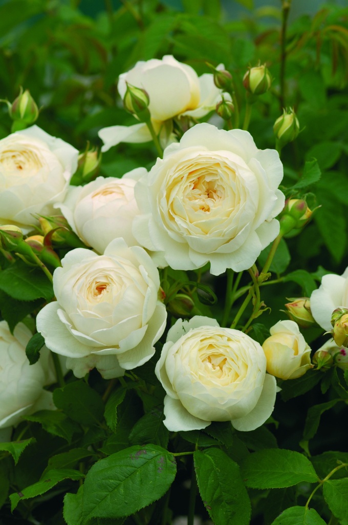 Rosier anglais 'Claire Austin'