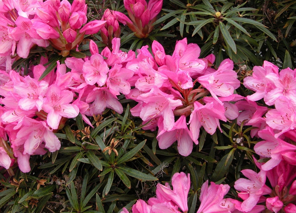 Rhododendron 'Graziella'