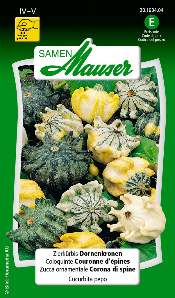 Coloquintes Couronnes d'épines