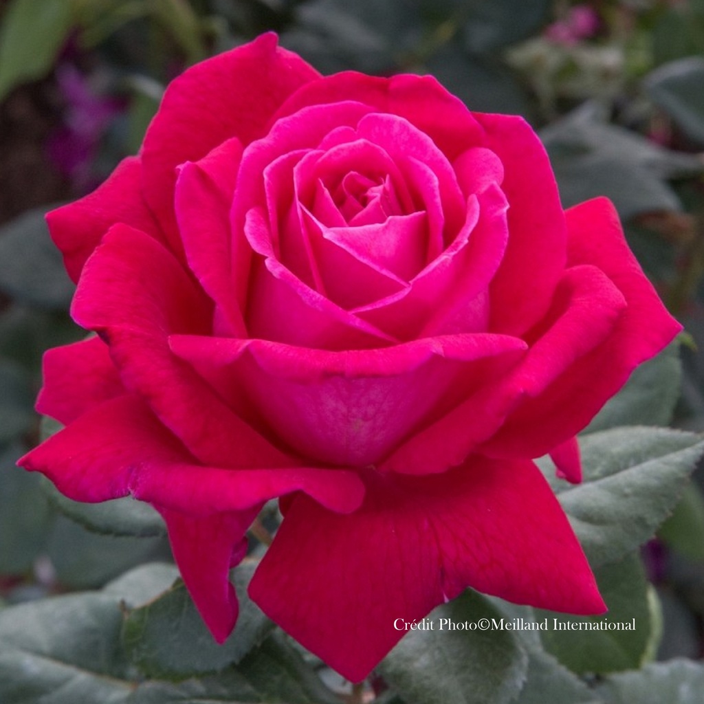 Rosier 'Elegance Française®'