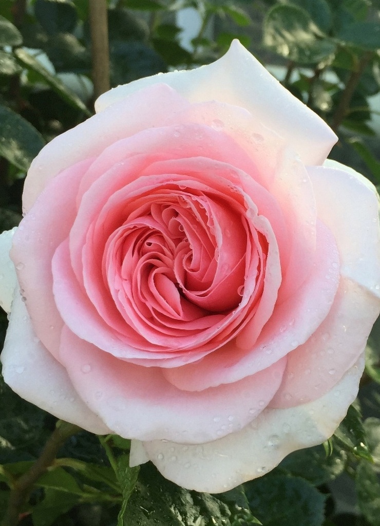 Rosier 'La Fontaine aux Perles®'